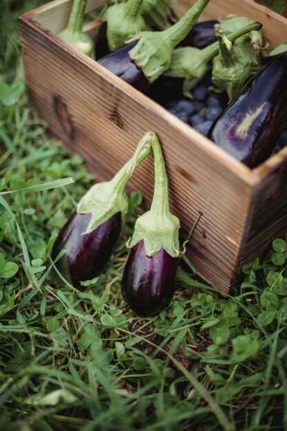 Black Beauty Eggplant Seeds, Solanum melongena 'Black Beauty' - Image 6