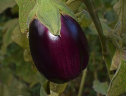 Black Beauty Eggplant Seeds, Solanum melongena 'Black Beauty' - Image 4