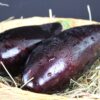 Black Beauty Eggplant Seeds, Solanum melongena - Image 7