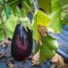 Black Beauty Eggplant Seeds, Solanum melongena - Image 8