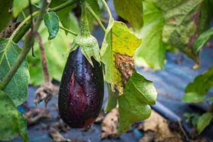Black Beauty Eggplant Seeds, Solanum melongena 'Black Beauty' - Image 8