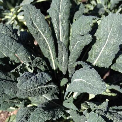 Lacinato Kale Seeds, Dinosaur Kale Seeds, Tuscan Kale / Brassica oleracea var. palmifolia - Image 3