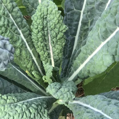 Black Magic Tuscano Kale / Brassica oleracea 'Black Magic' - Image 3