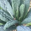 Black Magic Tuscano Kale, Heirloom Garden Vegetable Seeds - Image 4