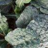 Black Magic Tuscano Kale, Heirloom Garden Vegetable Seeds - Image 7