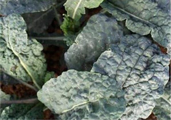 Black Magic Tuscano Kale, Heirloom Garden Vegetable Seeds - Image 7