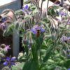 Borage Seeds, Borago officinalis - Image 5