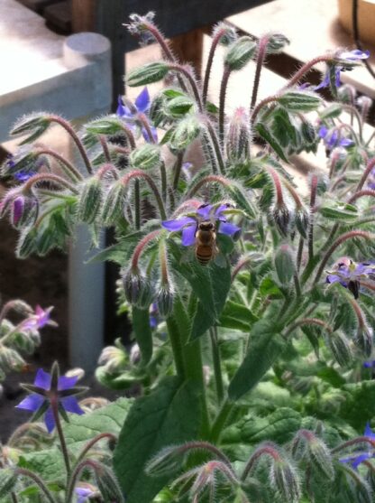 Borage Seeds / Borago officinalis - Image 5
