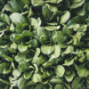 Tall White Stem Bok Choy Seeds, Pak Choy - Image 7