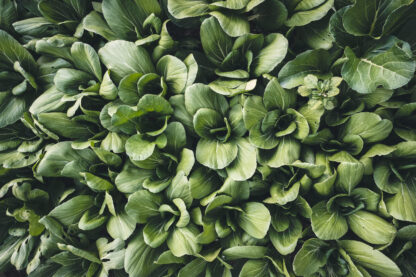 Tall White Stem Bok Choy Seeds, Pak Choy / Brassica rapa subsp. chinensis - Image 7