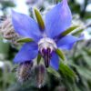 Borage Seeds, Borago officinalis - Image 6