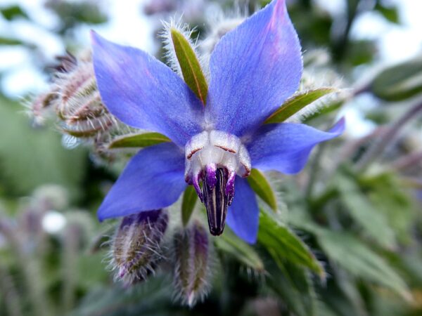 Borage Seeds / Borago officinalis - Image 6