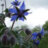 Borage Seeds, Borago officinalis - Image 7