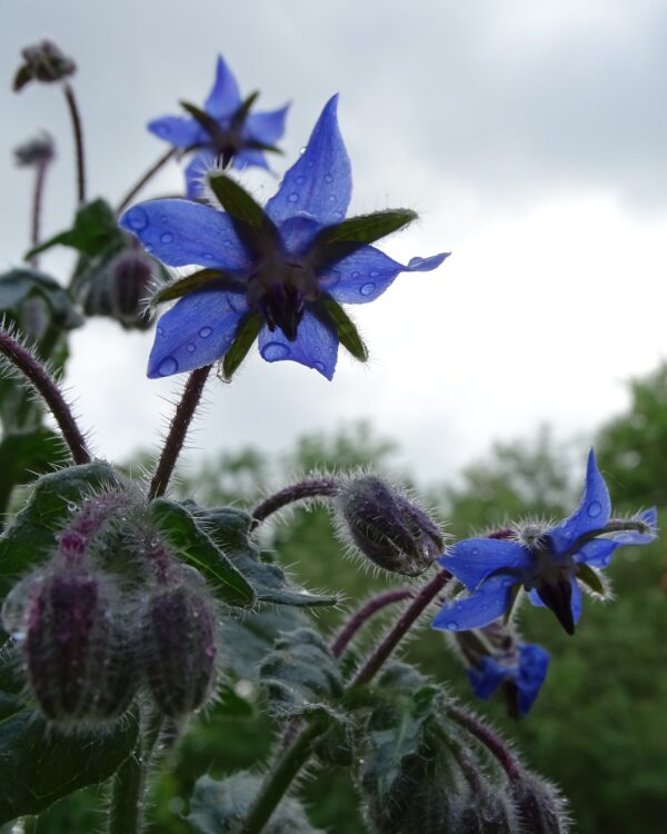 Borage Seeds / Borago officinalis - Image 7