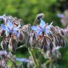 Borage Seeds, Borago officinalis - Image 9