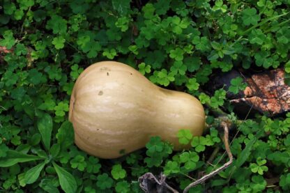 Waltham Butternut Squash Seeds / Cucurbita moschata 'Waltham Butternut' - Image 3