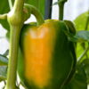 Sweet Bell Pepper Seeds, "California Wonder," Heirloom Variety - Image 6