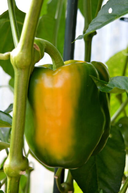 California Wonder Sweet Bell Pepper Seeds / Capsicum annuum 'California Wonder' - Image 6