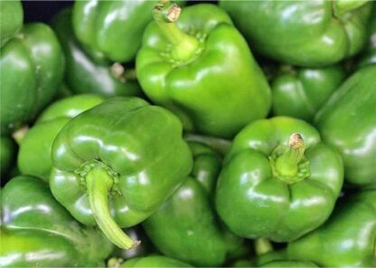 California Wonder Sweet Bell Pepper Seeds / Capsicum annuum 'California Wonder' - Image 7
