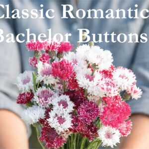 Classic Romantic Bachelor's Buttons