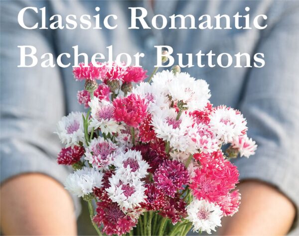 Classic Romantic Bachelor's Buttons