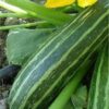 Cocozelle Zucchini Seeds, Cucurbita Pepo 'Cocozelle' Heirloom Vegetable - Image 9