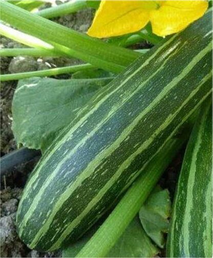 Cocozelle Zucchini Seeds, Cucurbita Pepo 'Cocozelle' - Image 9