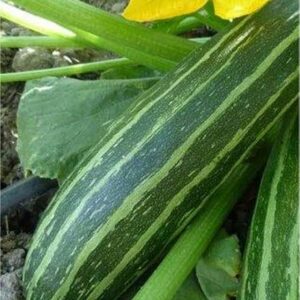 cocozelle zucchini seeds for sale