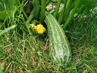 Cocozelle Zucchini Seeds, Cucurbita Pepo 'Cocozelle' - Image 6