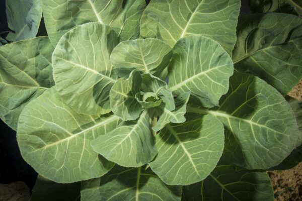 Georgia Southern Collards Seeds, Free Shipping, Brassica oleracea var. viridis, Heat Tolerant Southern Garden Staple - Image 6