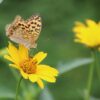 Lanceleaf Coreopsis Seeds, Coreopsis lanceolata, Florida State Wildflower - Image 5