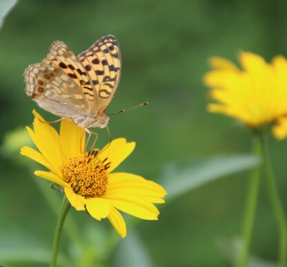 Lanceleaf Coreopsis Seeds, Coreopsis lanceolata - Image 5