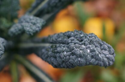 Lacinato Kale Seeds, Dinosaur Kale Seeds, Tuscan Kale / Brassica oleracea var. palmifolia - Image 9