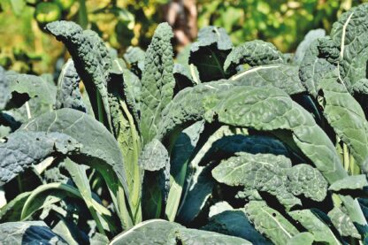 Lacinato Kale Seeds, Dinosaur Kale Seeds, Tuscan Kale / Brassica oleracea var. palmifolia - Image 7