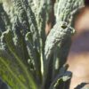 Lacinato Kale Seeds, Dinosaur Kale Seeds, Tuscan Kale - Image 6