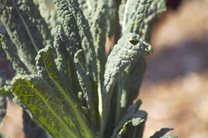 Lacinato Kale Seeds, Dinosaur Kale Seeds, Tuscan Kale / Brassica oleracea var. palmifolia - Image 6