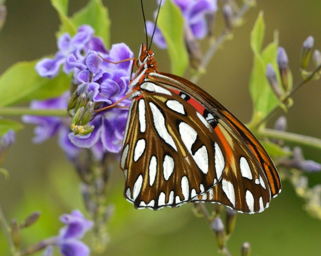 Duranta butterfly 