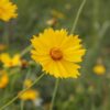 Lanceleaf Coreopsis Seeds, Coreopsis lanceolata, Florida State Wildflower - Image 9