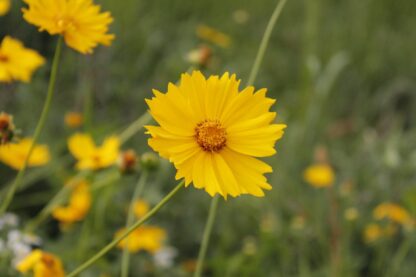 Lanceleaf Coreopsis Seeds, Coreopsis lanceolata - Image 9