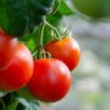 Gardener's Delight Tomato Seeds, Heirloom Cherry Tomatoes - Image 4