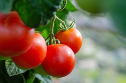 Gardener's Delight Tomato Seeds, Solanum lycopersicum 'Gardener's Delight' - Image 4