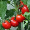 Gardener's Delight Tomato Seeds, Heirloom Cherry Tomatoes - Image 5