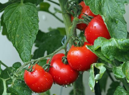 Gardener's Delight Tomato Seeds, Solanum lycopersicum 'Gardener's Delight' - Image 5
