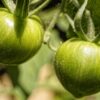 Gardener's Delight Tomato Seeds, Heirloom Cherry Tomatoes - Image 6