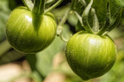 Gardener's Delight Tomato Seeds, Solanum lycopersicum 'Gardener's Delight' - Image 6