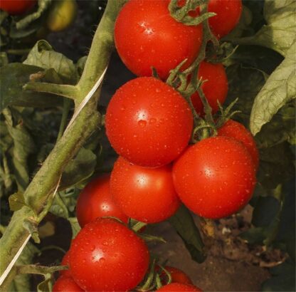 Gardener's Delight Tomato Seeds, Solanum lycopersicum 'Gardener's Delight' - Image 7