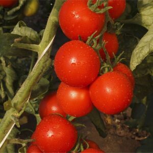Gardener's Delight Tomato