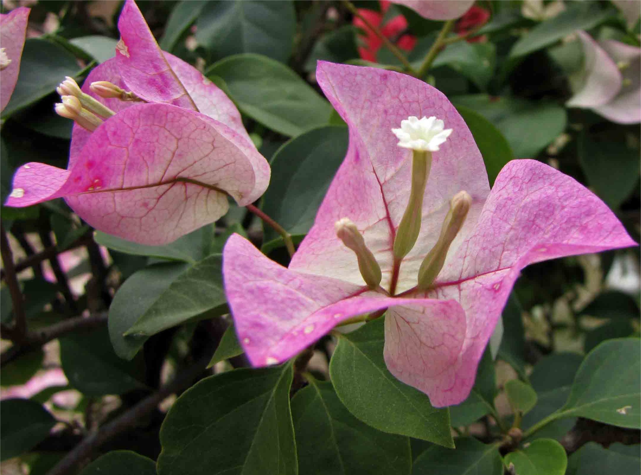 Imperial Delight Bougainvillea