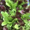 Mesclun Gourmet Mix Lettuce Seeds, Cut-and-Come-Again Mix - Image 3