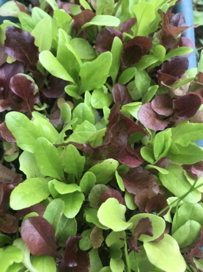 Mesclun Gourmet Mix Lettuce Seeds, Cut-and-Come-Again Mix - Image 3